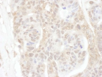 Rabbit anti-ROC1 Antibody, Affinity Purified