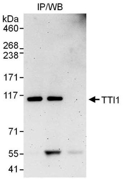 Rabbit anti-TTI1 Antibody, Affinity Purified