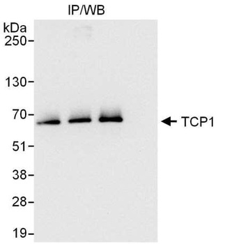 Rabbit anti-TCP1 Antibody, Affinity Purified