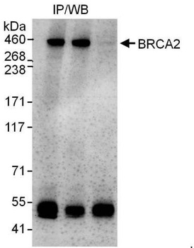 Rabbit anti-BRCA2 Antibody, Affinity Purified