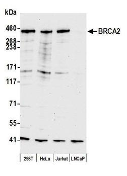 Rabbit anti-BRCA2 Antibody, Affinity Purified