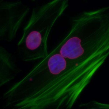 Rabbit anti-Lamin-A/C Antibody, Affinity Purified