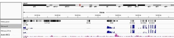 Rabbit anti-IRF2 Antibody, Affinity Purified