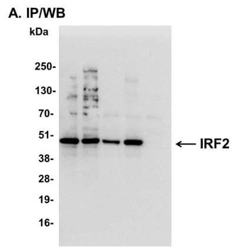 Rabbit anti-IRF2 Antibody, Affinity Purified