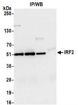 Rabbit anti-IRF2 Antibody, Affinity Purified