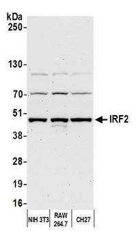 Rabbit anti-IRF2 Antibody, Affinity Purified