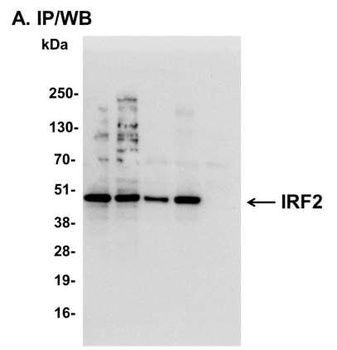 Rabbit anti-IRF2 Antibody, Affinity Purified