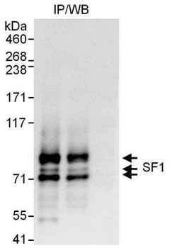 Rabbit anti-SF1 Antibody, Affinity Purified