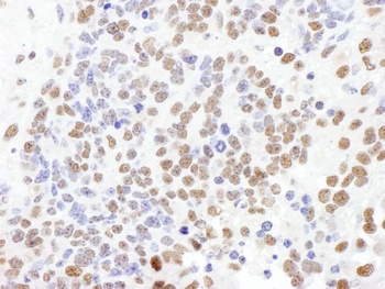 Rabbit anti-SF1 Antibody, Affinity Purified