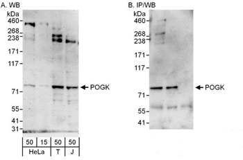 Rabbit anti-POGK Antibody, Affinity Purified
