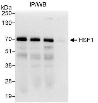Rabbit anti-HSF1 Antibody, Affinity Purified