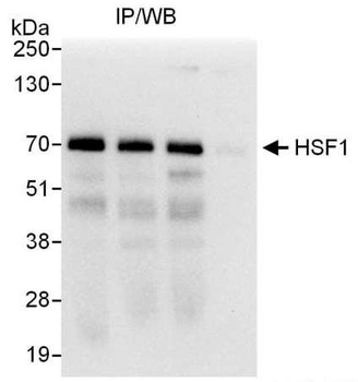 Rabbit anti-HSF1 Antibody, Affinity Purified