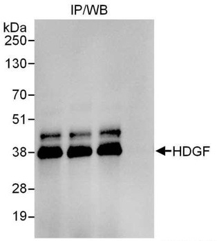 Rabbit anti-HDGF Antibody, Affinity Purified