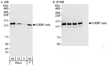 Rabbit anti-C/EBP zeta Antibody, Affinity Purified