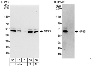 Rabbit anti-NF45 Antibody, Affinity Purified