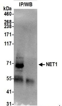 Rabbit anti-NET1 Antibody, Affinity Purified