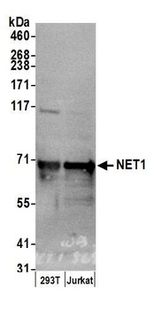 Rabbit anti-NET1 Antibody, Affinity Purified