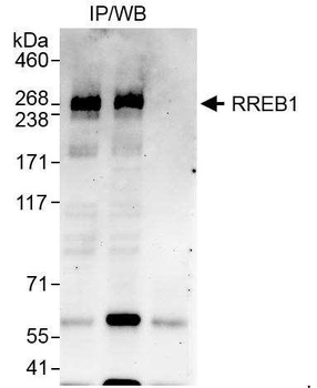 Rabbit anti-RREB1 Antibody, Affinity Purified