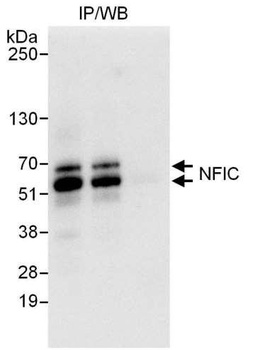 Rabbit anti-NFIC Antibody, Affinity Purified