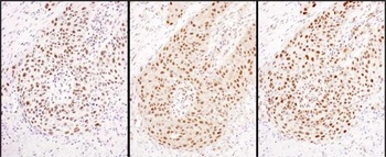 Rabbit anti-HEXIM1 Antibody, Affinity Purified