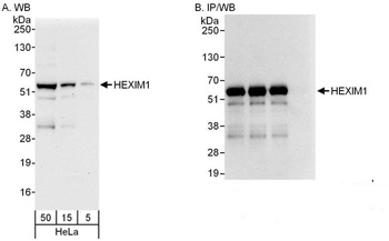 Rabbit anti-HEXIM1 Antibody, Affinity Purified