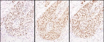 Rabbit anti-HEXIM1 Antibody, Affinity Purified