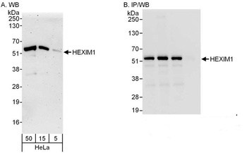 Rabbit anti-HEXIM1 Antibody, Affinity Purified