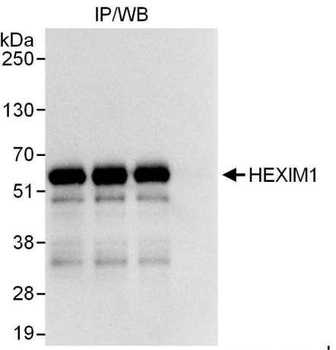 Rabbit anti-HEXIM1 Antibody, Affinity Purified