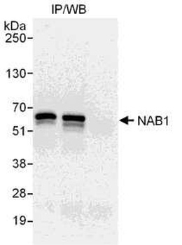 Rabbit anti-NAB1 Antibody, Affinity Purified