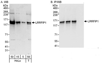 Rabbit anti-LRRFIP1 Antibody, Affinity Purified