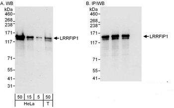 Rabbit anti-LRRFIP1 Antibody, Affinity Purified