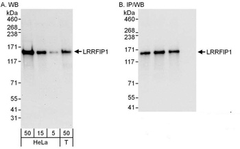 Rabbit anti-LRRFIP1 Antibody, Affinity Purified