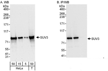 Rabbit anti-SUV3 Antibody, Affinity Purified