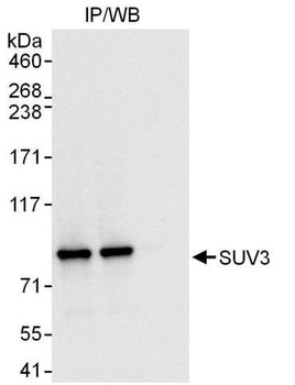 Rabbit anti-SUV3 Antibody, Affinity Purified
