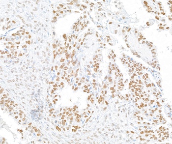 Rabbit anti-RFX1 Antibody, Affinity Purified