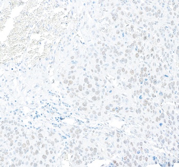 Rabbit anti-RFX1 Antibody, Affinity Purified