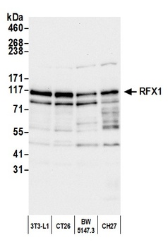 Rabbit anti-RFX1 Antibody, Affinity Purified