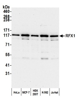 Rabbit anti-RFX1 Antibody, Affinity Purified