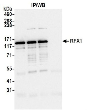 Rabbit anti-RFX1 Antibody, Affinity Purified