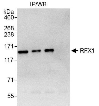 Rabbit anti-RFX1 Antibody, Affinity Purified