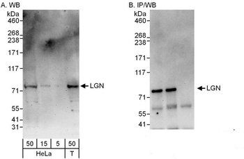 Rabbit anti-LGN Antibody, Affinity Purified