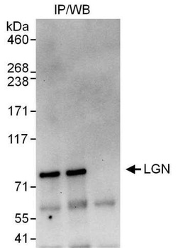 Rabbit anti-LGN Antibody, Affinity Purified