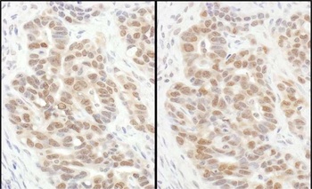 Rabbit anti-eIF6 Antibody, Affinity Purified