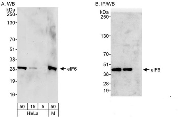 Rabbit anti-eIF6 Antibody, Affinity Purified