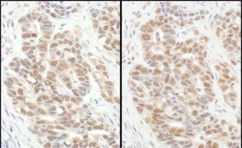Rabbit anti-eIF6 Antibody, Affinity Purified