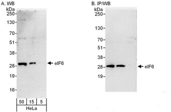 Rabbit anti-eIF6 Antibody, Affinity Purified