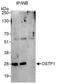 Rabbit anti-OSTF1 Antibody, Affinity Purified