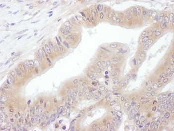 Rabbit anti-eIF3E Antibody, Affinity Purified
