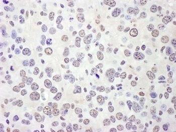 Rabbit anti-eIF4AIII/EIF4A3 Antibody, Affinity Purified