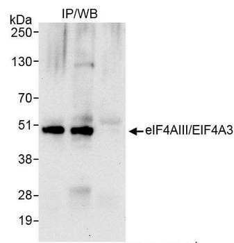 Rabbit anti-eIF4AIII/EIF4A3 Antibody, Affinity Purified